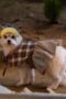 Nonton Film A Good Day to be a Dog Season 1 Episode 5 Bioskop21